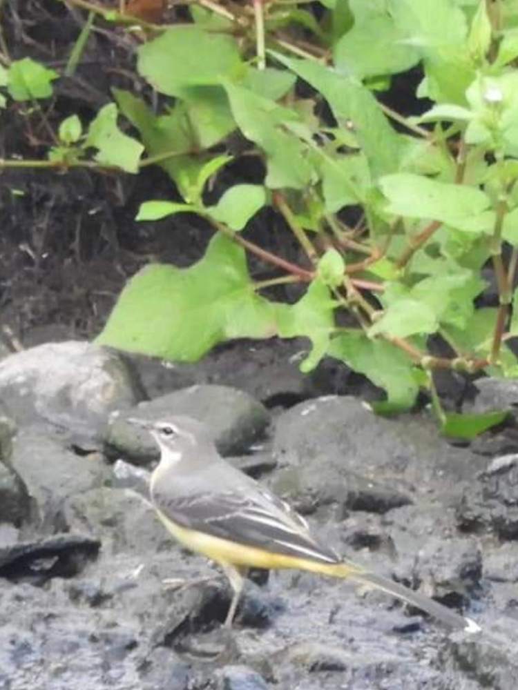 お出かけ先の画像 by さいたまつぼみさん | お出かけ先とお散歩と野鳥と埼玉県と埼玉万歳と魂込めてみた