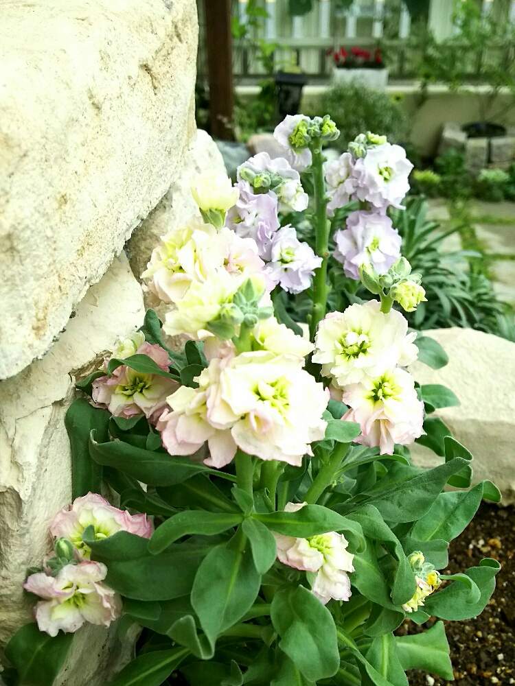 小さな庭の画像 by さやさん | 小さな庭とストックと八重咲きストックと植物のある暮らしとピンクの花と花壇と淡い色の花とお迎えとガーデニングと花のある暮らしとラベンダー色