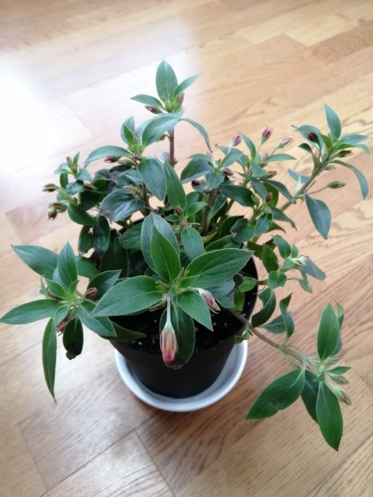部屋の画像 by erinさん | 部屋とシーマニアと観葉植物が大好きと観葉植物と処分品と鉢植えと花のある暮らしとシーマニア!
