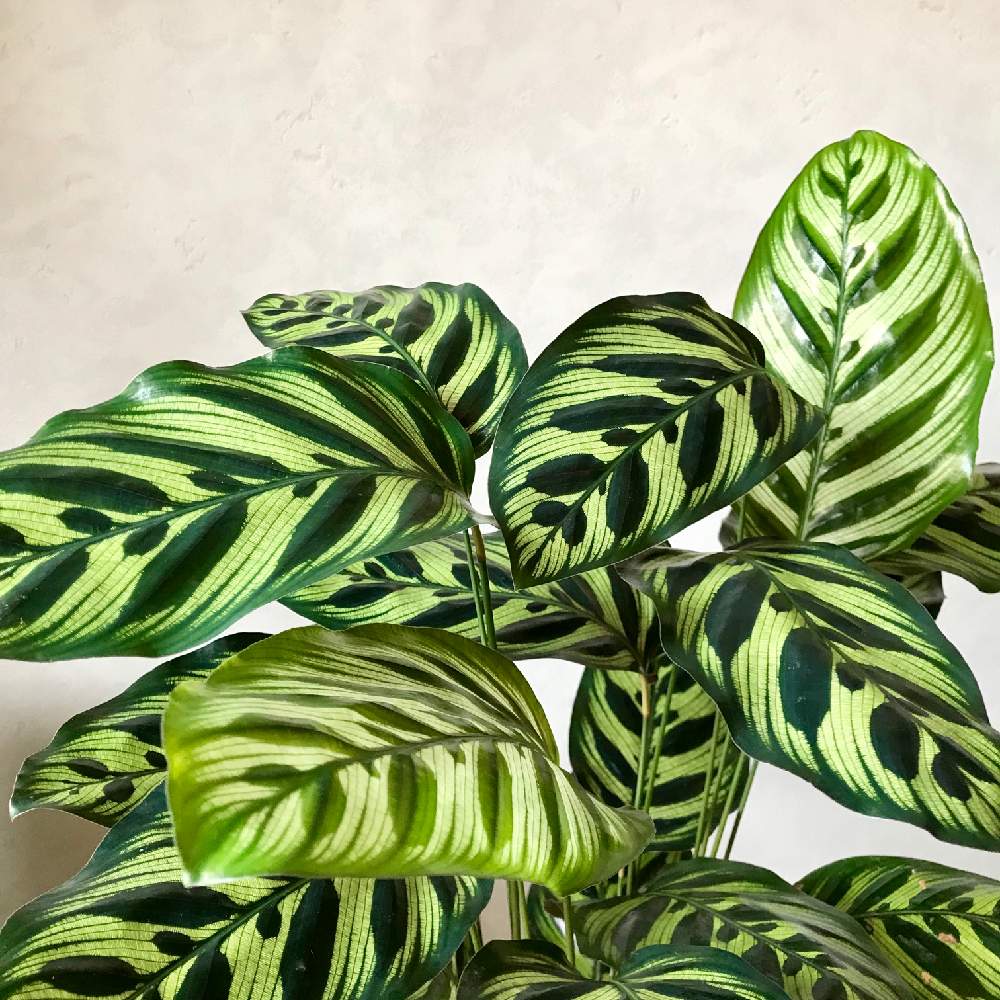 部屋の画像 by シマネコさん | 部屋とカラテア マコヤナとインドアグリーンと観葉植物と植物のある暮らしとカラフルとグリーンインテリアとGSに感謝。とgreen green greenとカラテア属とGREEN UPとインテリアグリーン