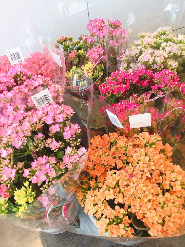 インテリアの画像 by 花りんお買い得さん | インテリアとオシャレとGS映えとGS日和と今日のお花と本日のお買得商品と花りんと鉢花と花のある暮らしと本日の入荷