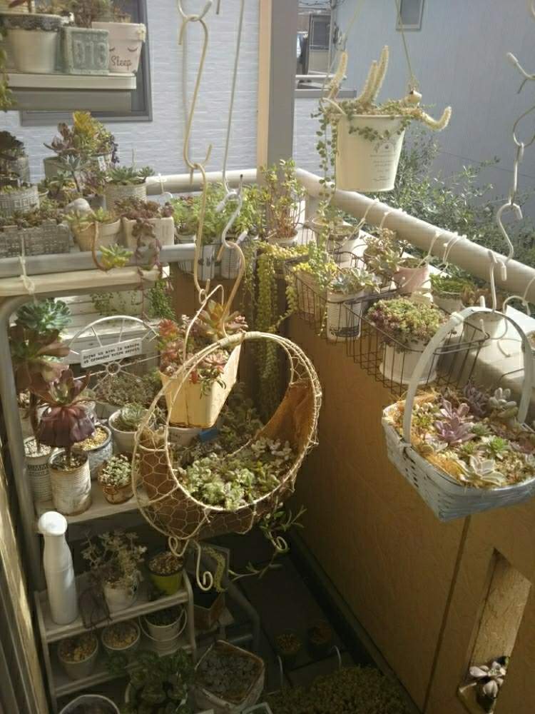 バルコニー/ベランダの画像 by rupuさん | バルコニー/ベランダと子持ち蓮華と ハイポネックス園芸部と埼玉タニラーとパソコンラックと埼玉県さいたま市とぎゅぎゅっ♥