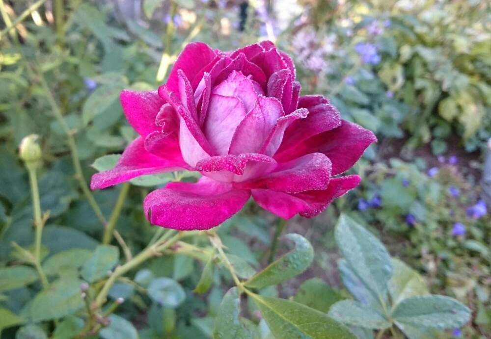 広い庭の画像 by ナチュレ<2>さん | 広い庭とバーガンディーアイスバーグとばら バラ 薔薇とバラと暮らすとありがとう❤️とナチュラルガーデンとバラが好きと花のある暮らし