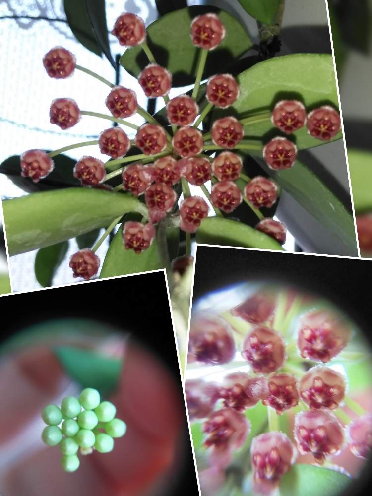窓辺の画像 by ◎蘭菊◎さん | 窓辺とホヤ・ラクノーサとホヤ メモリアとホヤの花と植中毒とホヤと北海道からと花のある暮らしとホヤ ラクノーサ