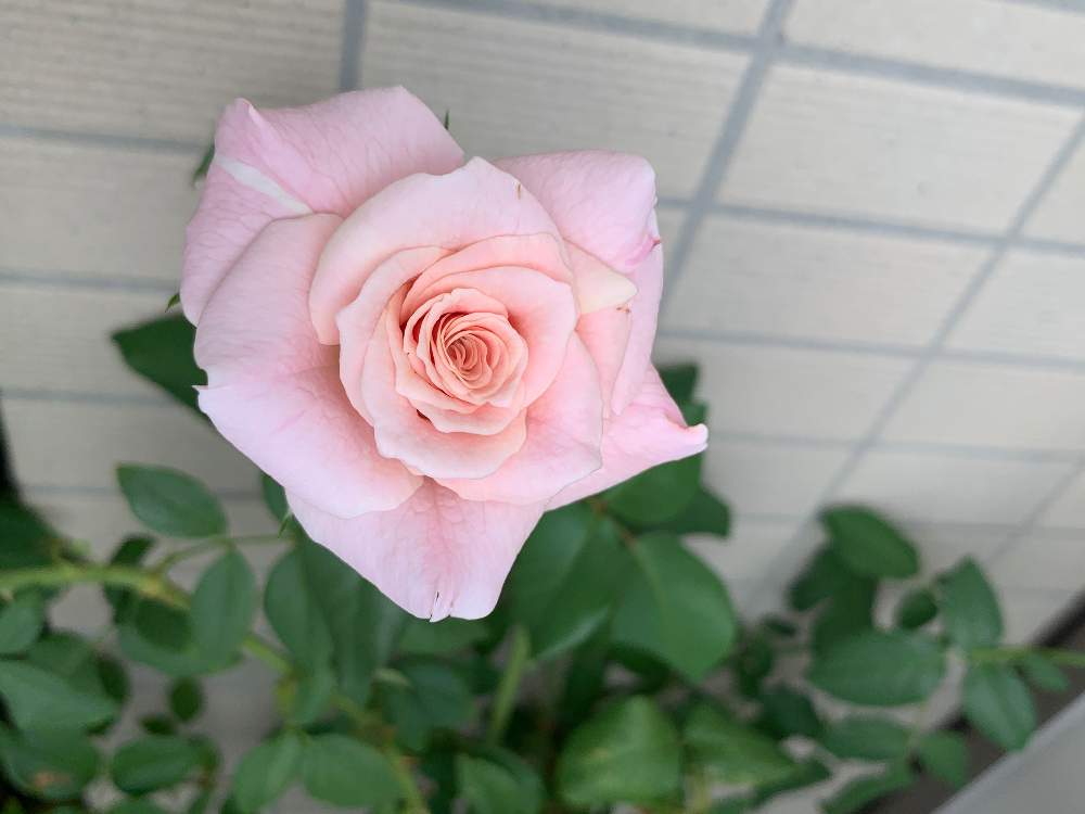 バルコニー/ベランダの画像 by miniaさん | バルコニー/ベランダとピンクフレンチレースと強香と薔薇に魅せられてとお気に入り♡とGS映えと今日の一枚といい香りと花のある暮らしと薔薇♪とかわいいな♡とバラ 四季咲きとバラ・ミニバラとバラを楽しむとiPhone撮影