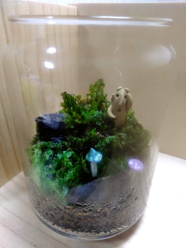 部屋の画像 by forestさん | 部屋といろんな苔と苔 (コケ)と一目惚れと初心者とゆっくり まったりとちょこっとアレンジ