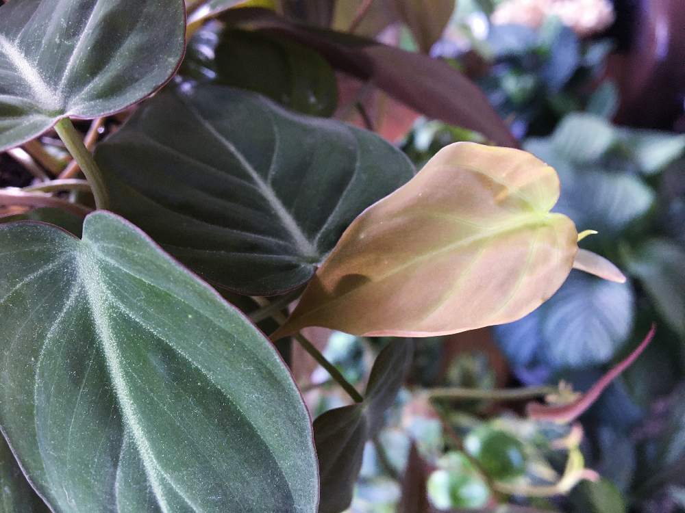 窓辺の画像 by azumiさん | 窓辺とビロードカズラとビロードカズラスタンと観葉植物と植物のある暮らしとボタニカルライフとグリーン!グリーン!グリーン!とグリーンが好き♡とGS映えとナチュラルガーデンとno green no lifeと植中毒と今日の一枚とつる性植物とフィロデンドロン属と好きな葉っぱとサトイモ 科とGREEN UP!と斑入り愛好家とインテリアグリーン