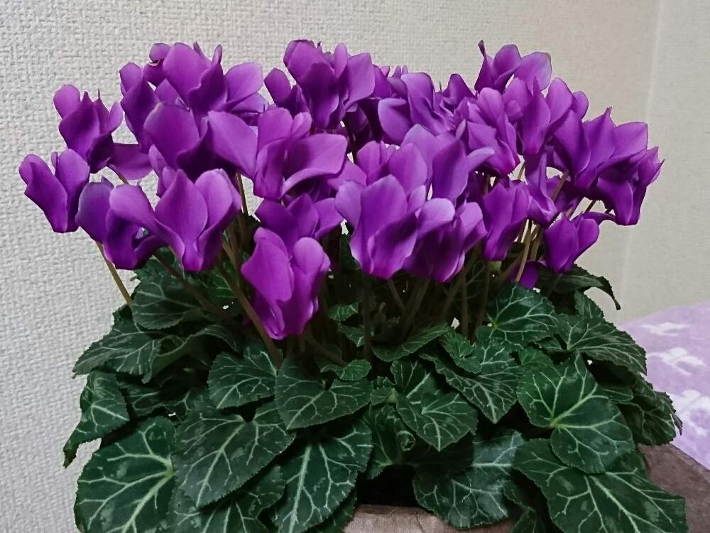 部屋の画像 by しいさん | 部屋とシクラメンとサントリーブルーシクラメンと今日のお花と花のある暮らしとブルーの花と良い香り