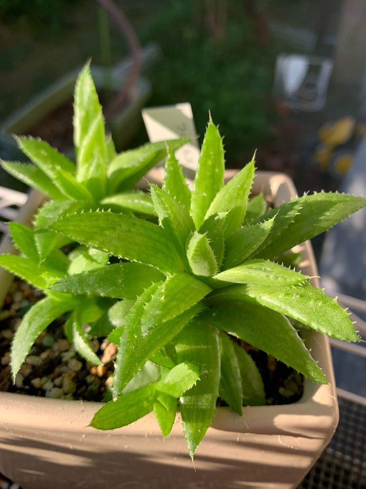 棚の画像 by ミント大好きさん | 棚と多肉男子と観葉植物とハオルチア属と植中毒と珍奇植物とハオルチア 地獄と花のある暮らしと未知との遭遇と自然の力とハオルチア地獄