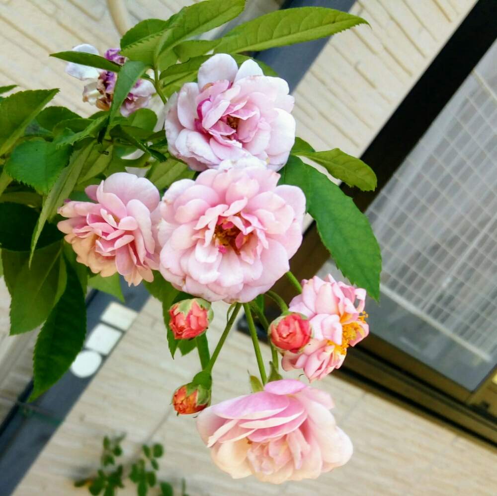 小さな庭の画像 by ひまわりさん | 小さな庭とバラ コーネリアとばら バラ 薔薇となかよしと薔薇に魅せられてといい香りと花のある暮らしとかわいいな♡と素敵