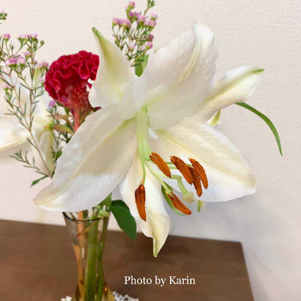部屋の画像 by Karinさん | 部屋とオリエンタルリリーと花が開きました❣️と切り花を楽しむと白いユリとオリエンタルリリー❤️と花のある暮らしとお花が咲いたと切り花