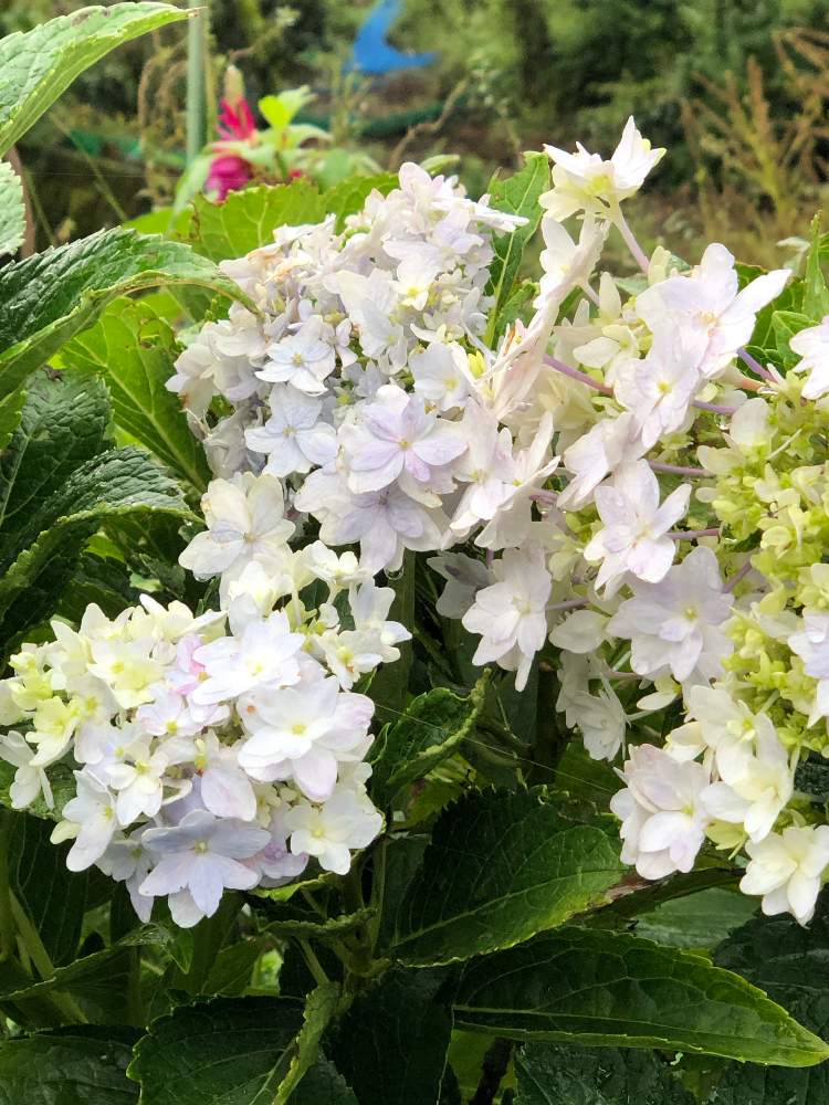 お出かけ先の画像 by キミさん | お出かけ先と紫陽花と紫陽花 あじさい アジサイと台風の後とまだまだ咲いてるとステキ☆と感謝と元気!と頑張ろう‼ときれいと季節外れときれいな色と小雨と色合いがキレイと涼しいと実家の畑と実家の花