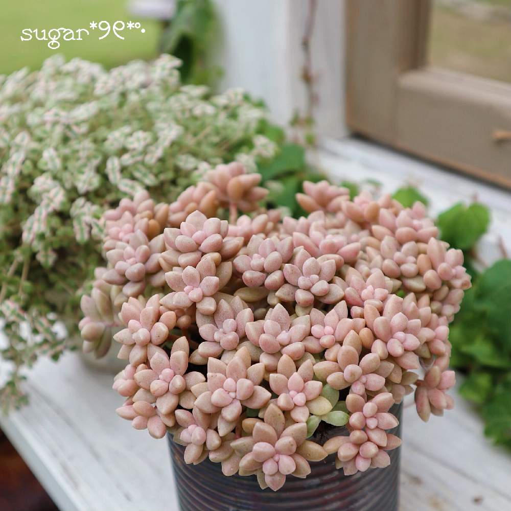 棚の画像 by sugarさん | 棚と多肉植物と リトルミッシーと多肉植物寄せ植えと多肉女子と姫秀麗❤と可愛いと花のある暮らし