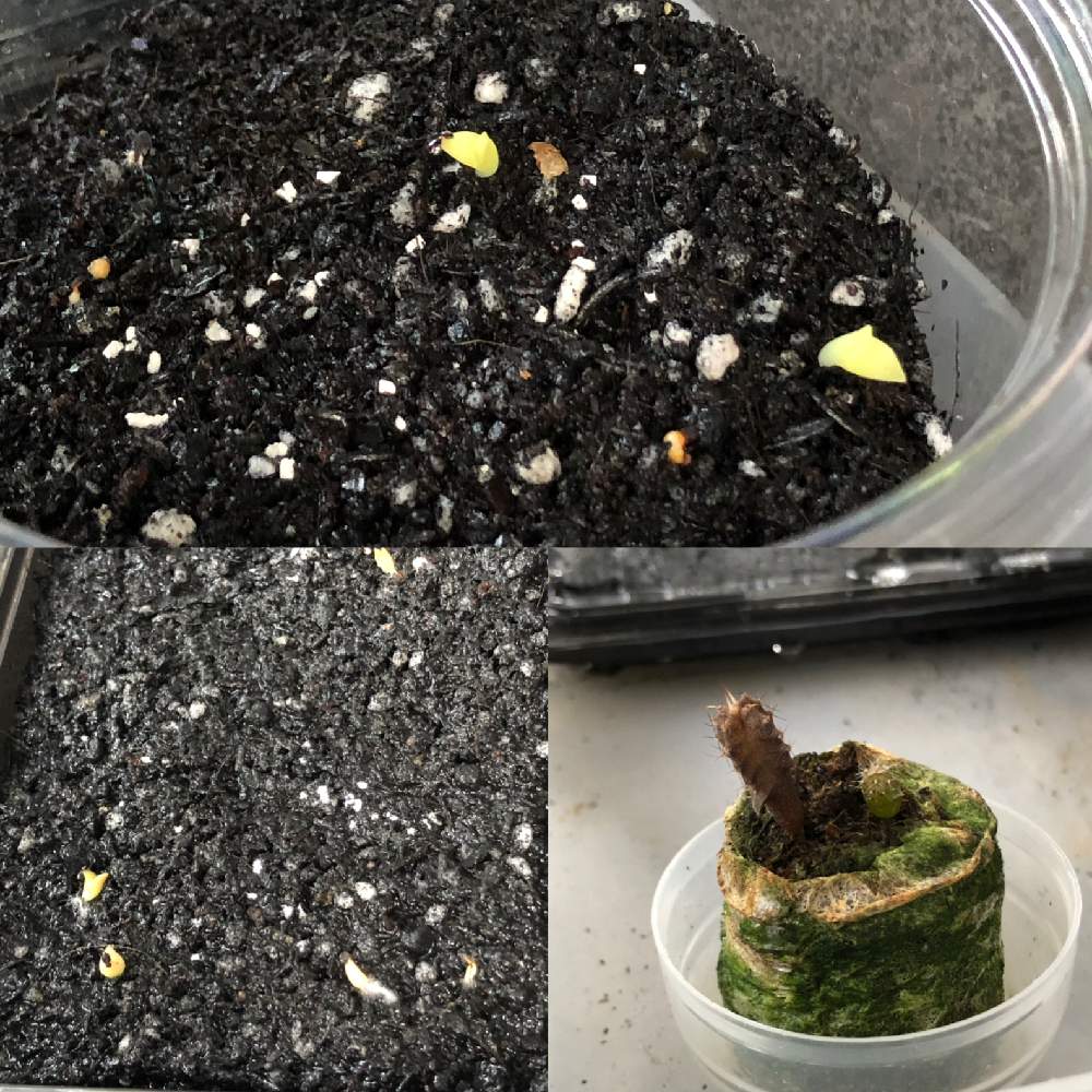 棚の画像 by しぼぼさん | 棚とサボテンガチャと植中毒と今日の一枚とガチャとサボテンの種mixとサボテン実生と腰水