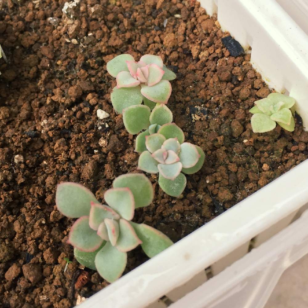 小さな庭の画像 by あきさん | 小さな庭とエケベリア実生苗と多肉植物と癒される♡とラブリー♡と植欲が止まらないと中山いい肉ん エケベリアと千葉県と美人さん♡とNo TANIKU,No Lifeと2019年あきの実生苗とピンク❤︎ピンクと多肉のある暮らしと植欲旺盛と植中毒と大好き過ぎてどうしよう♡とたまらん♡と実生苗と多肉植物ラブと多肉植物の紅葉とかわいいな♡と千葉タニラー