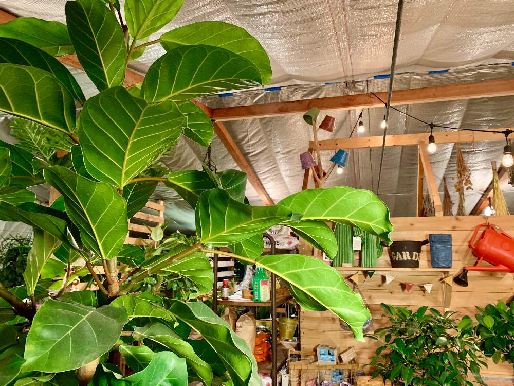 インテリアの画像 by Flower Villageさん | インテリアとセール情報とボタニカルライフとグリーンインテリアとイベントと園芸店と神奈川タニラーとインテリアと植物と鷺沼とフラワービレッジとタニラーと植物女子と観葉植物のある暮らしとガーデニングと花のある暮らしとflowervillageとベランダーとゴムの木❇︎とインテリアグリーンとグリーン