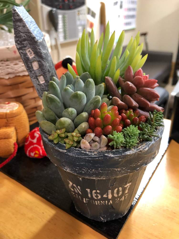 の画像 by たかりえさん | 多肉寄せ植えと山梨県ともらって会とコタロー ワールドとリメ鉢と粘土のピック