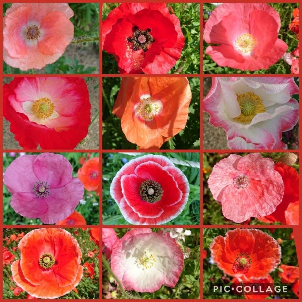 の画像 by トリトンさん | ポピーとキュンキュン乙女倶楽部とオレンジ色の花とかわいい♡といやされる♡とGS映えとGS日和と台風お見舞いと薄いピンクの花とキュンキュン乙女倶楽部No.183と赤い花
