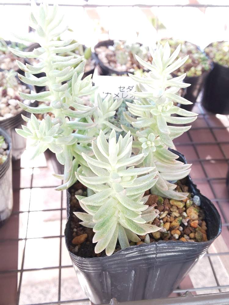 小さな庭の画像 by ろろさん | 小さな庭と多肉植物と多肉のある暮らしとカメレオン錦。とタニラーとタニク初心者