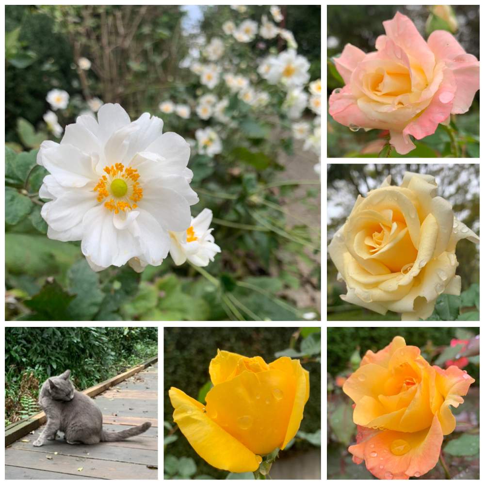お出かけ先の画像 by さきちゃんさん | お出かけ先とシュウメイギクと公園とかわいいな♡とおさんぽとのんびり*¨*•.¸¸♪