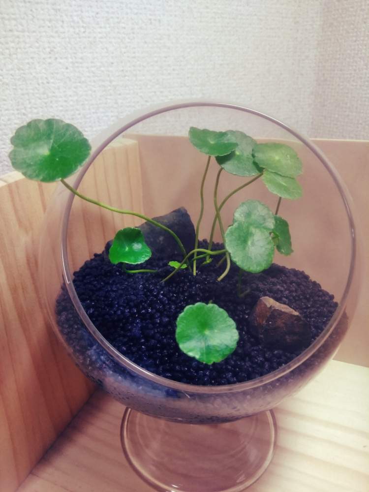 部屋の画像 by forestさん | 部屋とウォーターマッシュルームと初心者と一目惚れとゆっくり まったりとちょこっとアレンジ