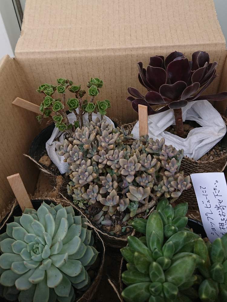 エントランスの画像 by ここゆずさん | エントランスとビスタと多肉植物とグリーン!グリーン!グリーン!とイケメン多肉とゆとりの時間と癒し空間とタニク男子と多肉女子と心のゆとりと花のある暮らしとGREEN UP!といやし♪と癒しのひと時とアオエニウム