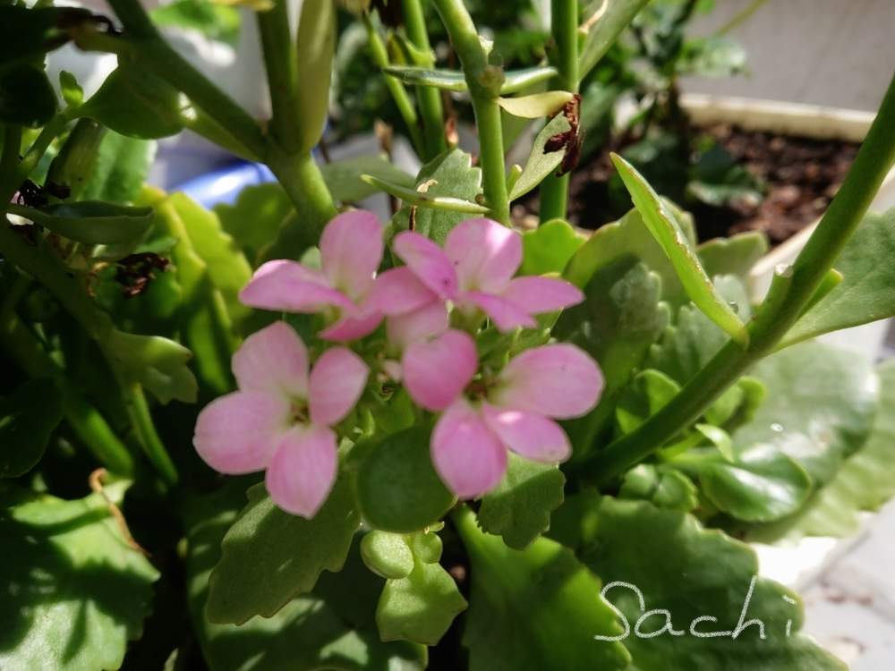 の画像 by sachiさん | カランコエと花のある暮らしと今日の花便りと今日の仕事道