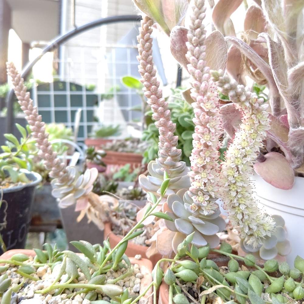 小さな庭の画像 by ひーさん | 小さな庭と子持ち蓮華と多肉植物と株分けとわが家の多肉スペースと紅葉する多肉とGS映えと植中毒と今日の一枚と多肉女子とタニラーと成長記録とナチュラルスタイル