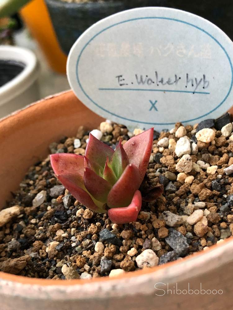 棚の画像 by しぼぼさん | 棚と多肉植物と植中毒と今日の一枚とパクさん苗と葉挿しっことE.walter.hyb