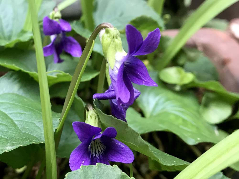 小さな庭の画像 by マリアさん | 小さな庭とスミレとmy gardenとさいた✨とノンフィルターとB型と寄植えとiPhone7撮影とガーデニングと12月生まれ♪と花のある暮らし