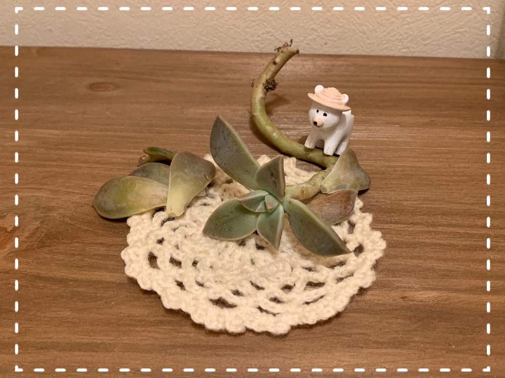 インテリアの画像 by tamako728さん | インテリアと多肉中毒と多肉植物と鉢植え 草花とかわいい♡と手作り雑貨と癒しとはなはなと多肉超初心者と多肉女子と多肉好きとリビング窓辺とちいさな葉っぱと多肉寄せ植えとタニクちゃんと多肉初心者