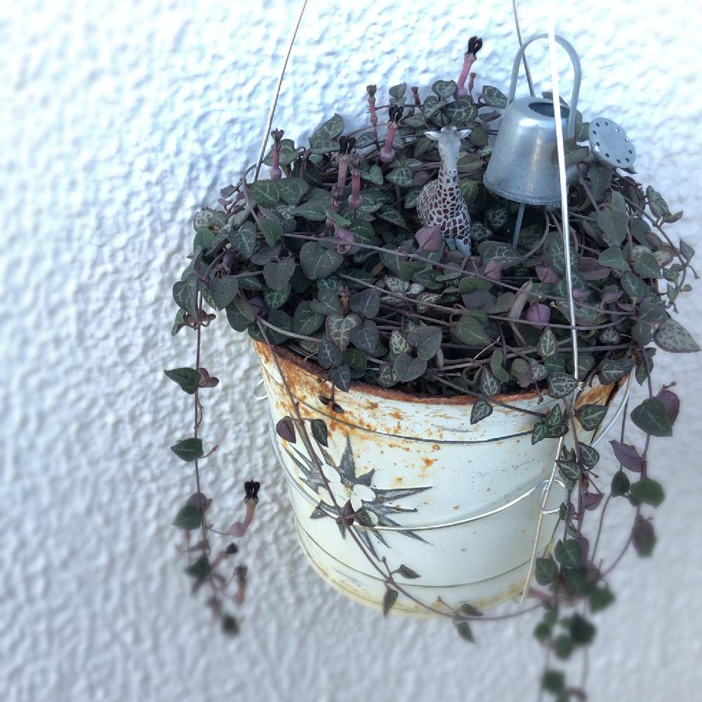 バルコニー/ベランダの画像 by らんさん | バルコニー/ベランダとハートカズラと多肉植物と多肉植物寄せ植えとバルコニスト