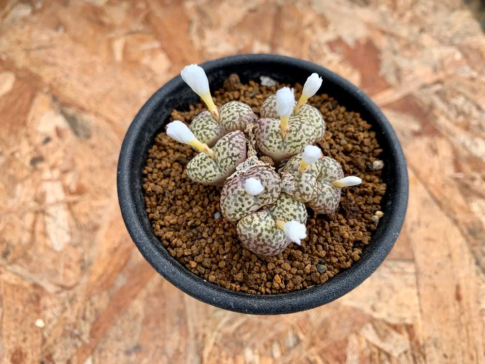 インテリアの画像 by Flower Villageさん | インテリアとボタニカルライフとメセン類とメセンと園芸店と神奈川タニラーと鷺沼とコーデックスとコノフィツム属とフラワービレッジと多肉女子と塊根植物とタニラーと植物女子と観葉植物のある暮らしと珍奇植物とカクタス長田とユーフォルビアとリトープス属とビザールプランツとインテリアグリーン