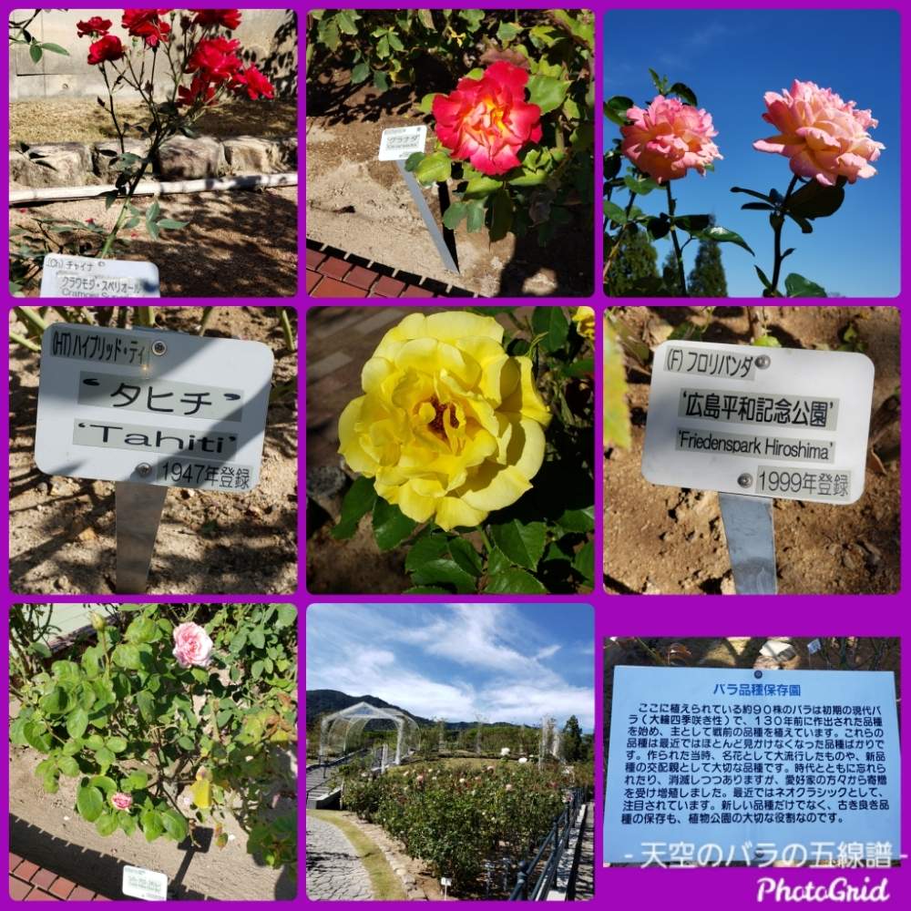 お出かけ先の画像 by 天空のバラの五線譜さん | お出かけ先と広島市植物公園と家族と友達