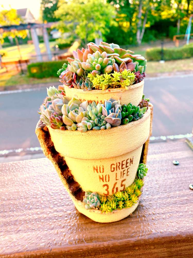 テラスの画像 by Graco(*'͜' )⋆*さん | テラスと自己満足✼̥୭*ˈと多肉と私。と秋の多肉ちゃん。と我が家のかわい子ちゃん♥️とGSの繋がりに感謝✨とありがとう*.(๓´͈ ˘ `͈๓).*と多肉LIFEの幸せ❤と(*¨)~♥とたにおたくらぶとGraco寄せ植えと上手に出来たかな♬*.+゜とけいこさんプレ企画☆