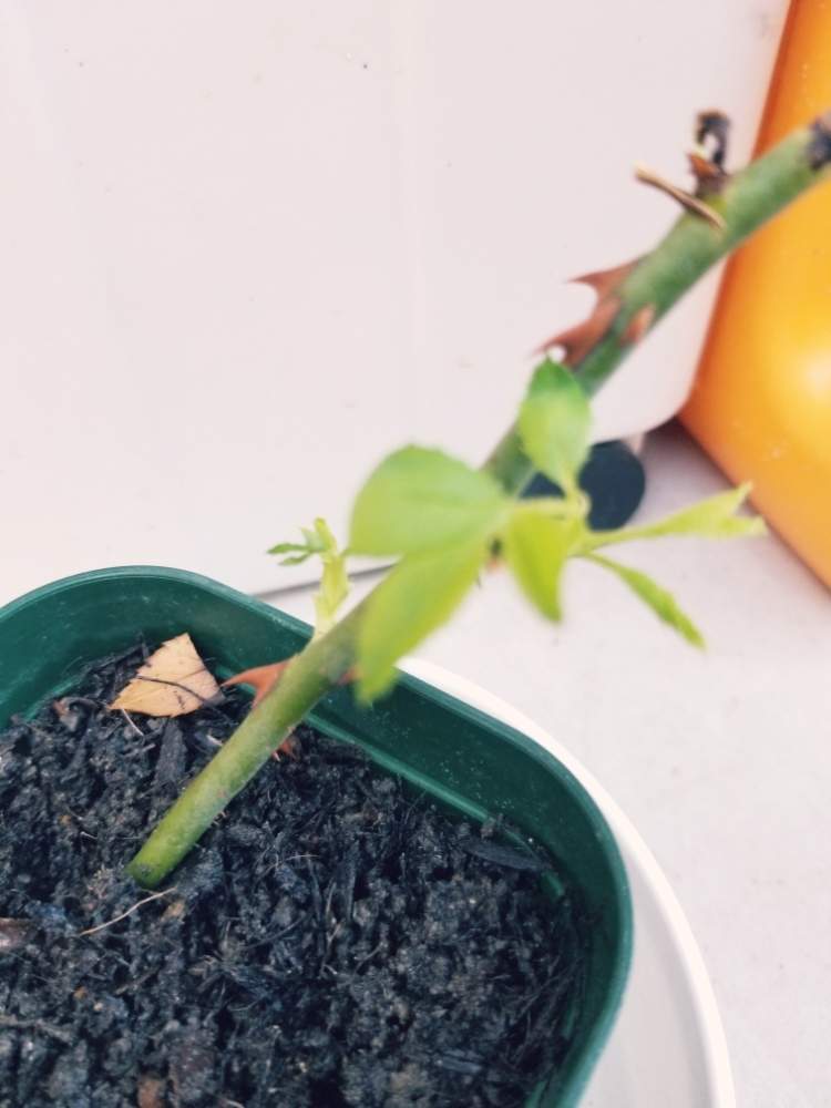 小さな庭の画像 by ぷくぷくさん | 小さな庭とシャンテ・ロゼ・ミサトと花のある暮らしと愛知県と多肉友達募集中とたにおたくらぶ