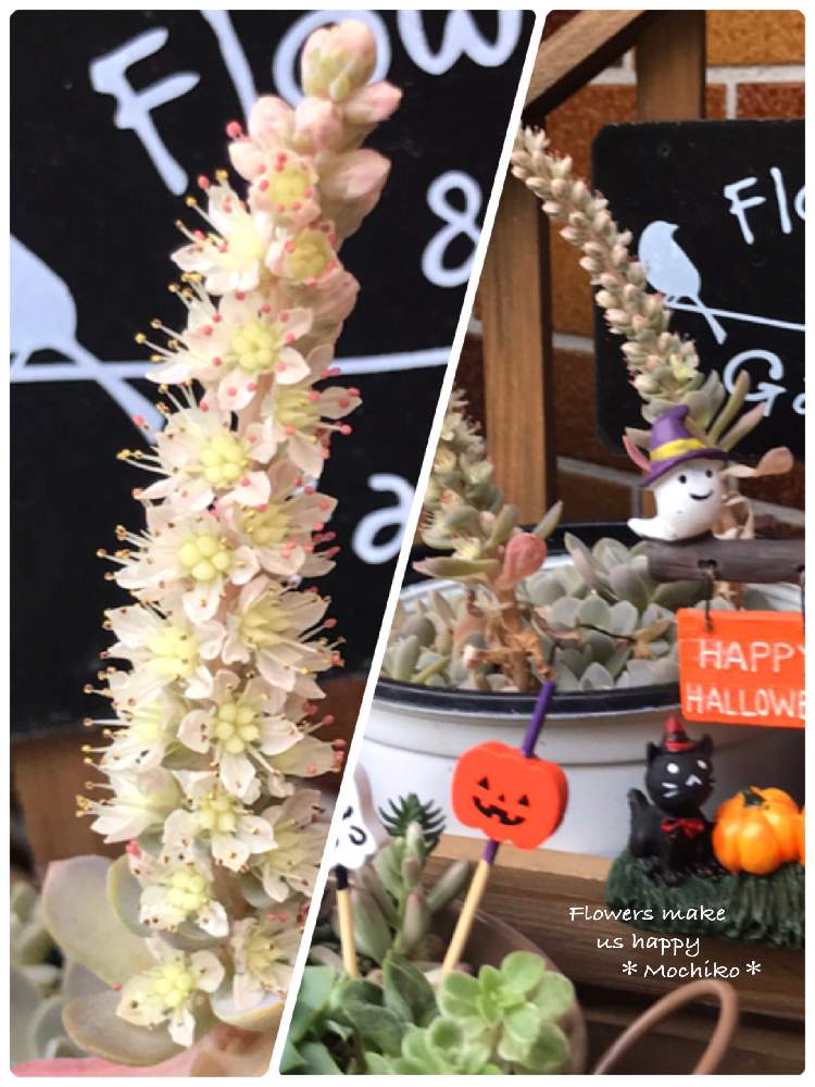 棚の画像 by さくら餅子さん | 棚と#子持ち蓮華 と多肉植物と多肉勉強中と餅子の子持ち蓮華と子持ち蓮華ドリルとたにおたくらぶNo.178*と多肉ラボ©と多肉女子と多肉おばちゃんとたにおたくらぶと花も多肉も好き