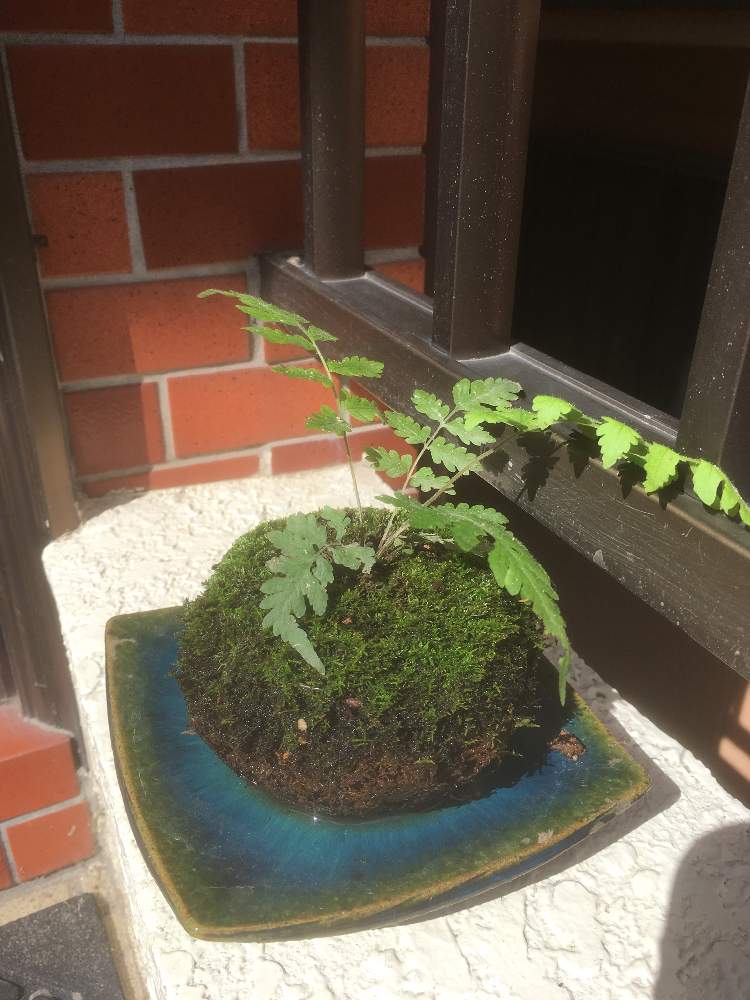 インテリアの画像 by わーちゃんさん | インテリアと苔のある暮らしと苔 (コケ)とみんなのコケ図鑑とゆるっと苔愛好会と苔玉とシダ植物