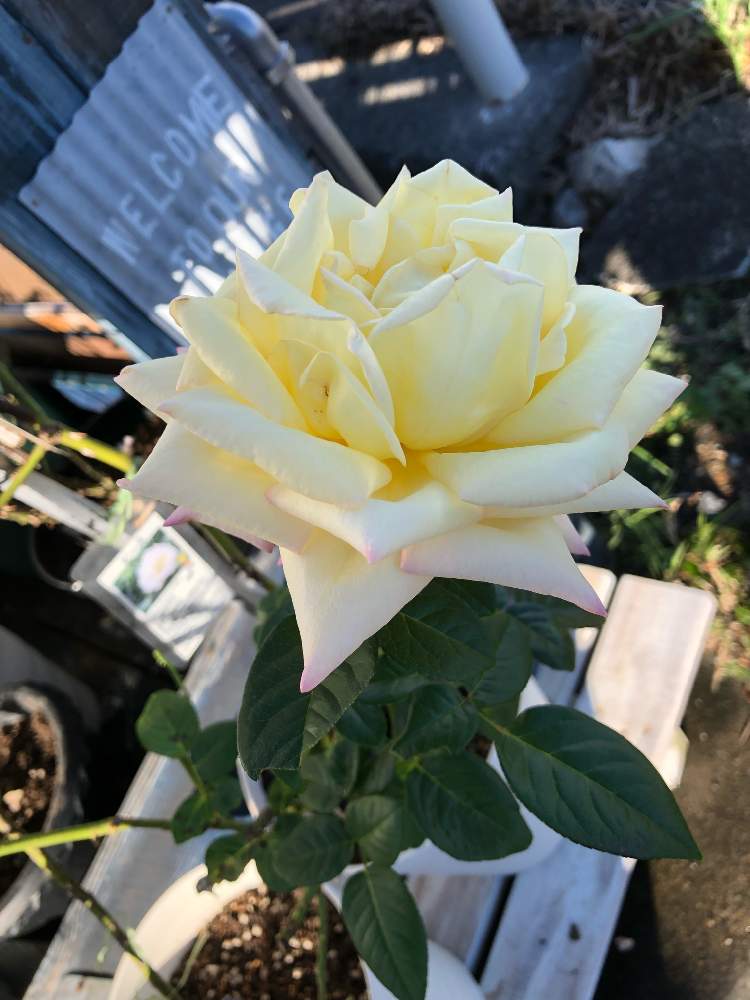 玄関の画像 by mahiro227さん | 玄関とばら バラ 薔薇と薔薇と暮らすと薔薇・ピースと花のある暮らしと私の小さなバラ園
