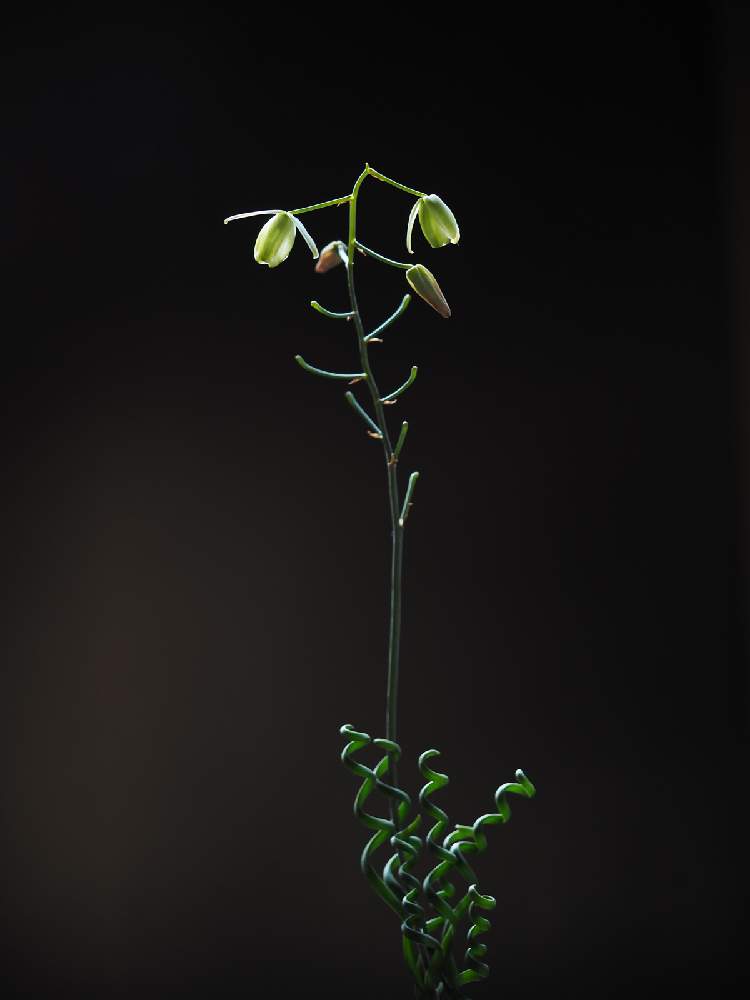 部屋の画像 by Tenさん | 部屋とアルブカ ブルースベイエリと多肉植物と球根多肉と植物のある暮らしとTen’sバルブとTen’sケープバルブとアルブカ属と多肉植物のある暮らしと日本シャボテン大会と球根とケープバルブと職場の撮影ポイントと成長記録とアートなTen写と珍奇植物と購入記録と球根植物とビザールプランツ
