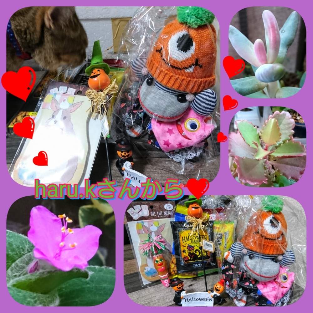 部屋の画像 by のりっぺさん | 部屋とハロウィン仕様と素敵な贈り物♥️と台風あとの( ☆∀☆)とも〰️秋かしら❤️とタニラーとドゥラちゃんと花のある暮らしとにゃんこの悪戯(^。^;)と多肉ちゃん初心者と楽しい園芸o(^o^)oとバルコニスト