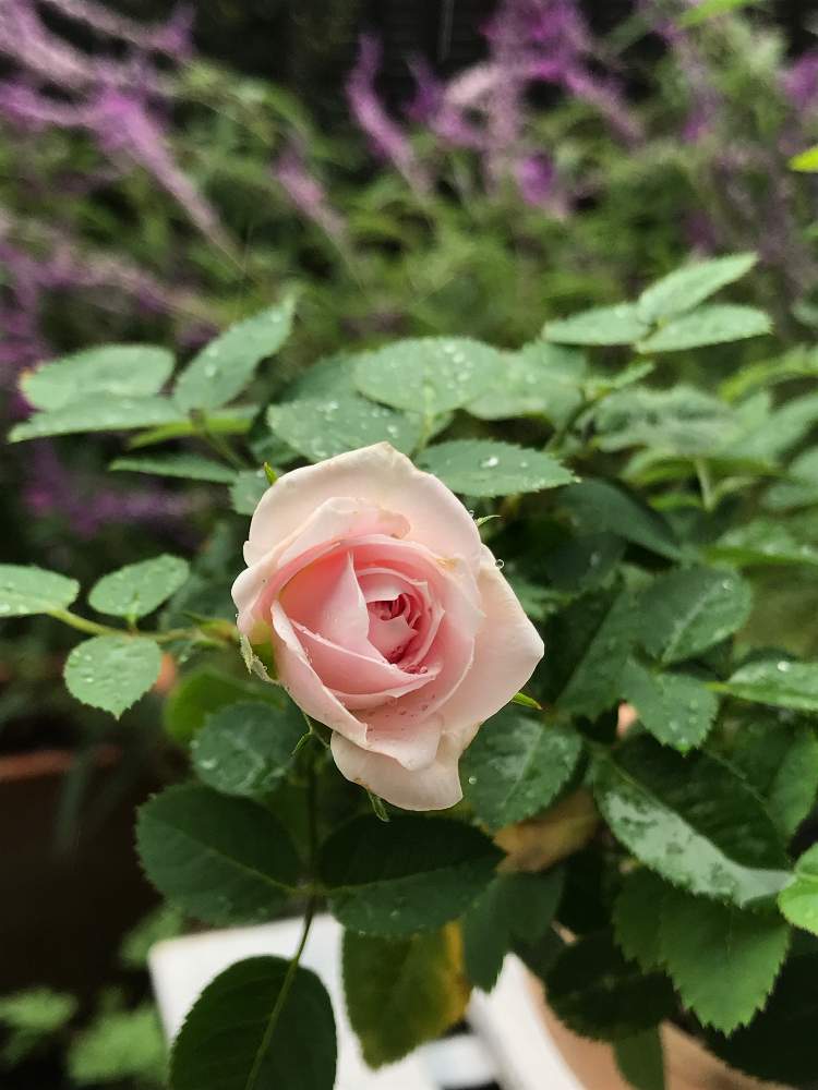 小さな庭の画像 by ヨッピーさん | 小さな庭とミニバラと花のある風景と10月の花とアメジストセージの紫色と10月の庭と四季咲きとうすピンク色と花のある暮らし