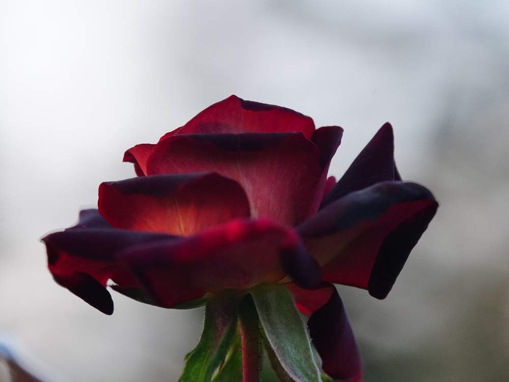 お出かけ先の画像 by quattroさん | お出かけ先と秋バラとバラ園とバラ特集とばら バラ 薔薇と近所の公園とお写んぽとお写ん歩と花のある暮らしとバラ・ミニバラとGREEN UP!とプラスチックスマート