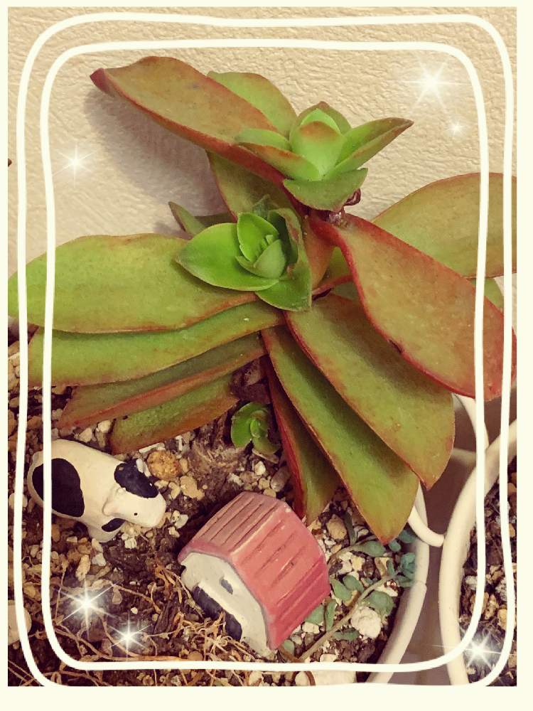 部屋の画像 by tamako728さん | 部屋と多肉中毒と多肉植物と鉢植え 草花とかわいい♡と手作り雑貨と癒しとはなはなと多肉超初心者と多肉女子と多肉好きとリビング窓辺とちいさな葉っぱと多肉寄せ植えとタニクちゃんと多肉初心者