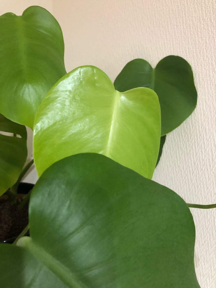 インテリアの画像 by rainbowさん | インテリアとモンステラと土栽培と観葉植物と100均と鉢植えと観葉植物のある暮らし