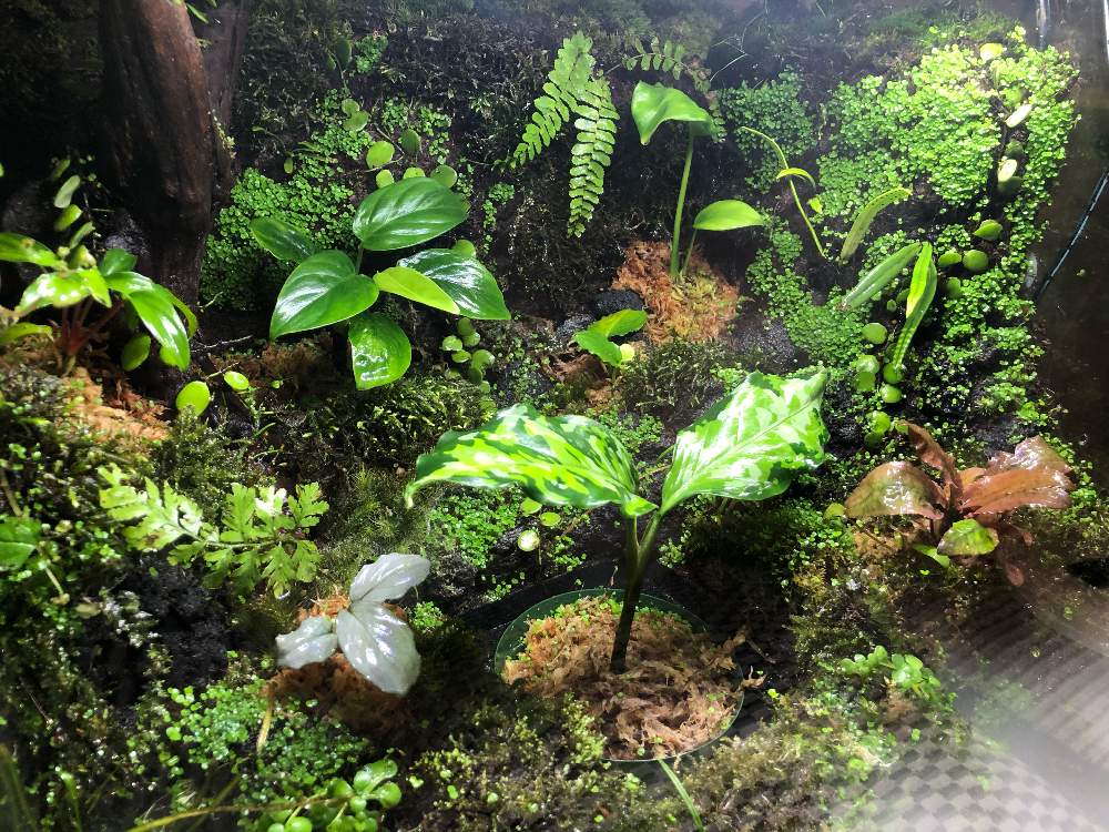 インテリアの画像 by nature.Tagさん | インテリアとアグラオネマ ピクタム アンダマンとホマロメナ属と苔リウムと観葉植物と水草水槽とアグラオネマ・アンダマンとテラリウムとアグラオネマ属と緑のある暮らしと苔(こけ)と観葉植物のある暮らしと水草と熱帯植物とアクアリウムとアグラオネマ ピクタム var トリコロール アンダマン諸島 ポートブレア北部地域産とプラスチックスマートとアクアテラリウム