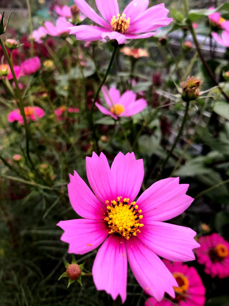 の画像 by 世津ちゃんさん | 花のある暮らしと秋桜♡といなべ市