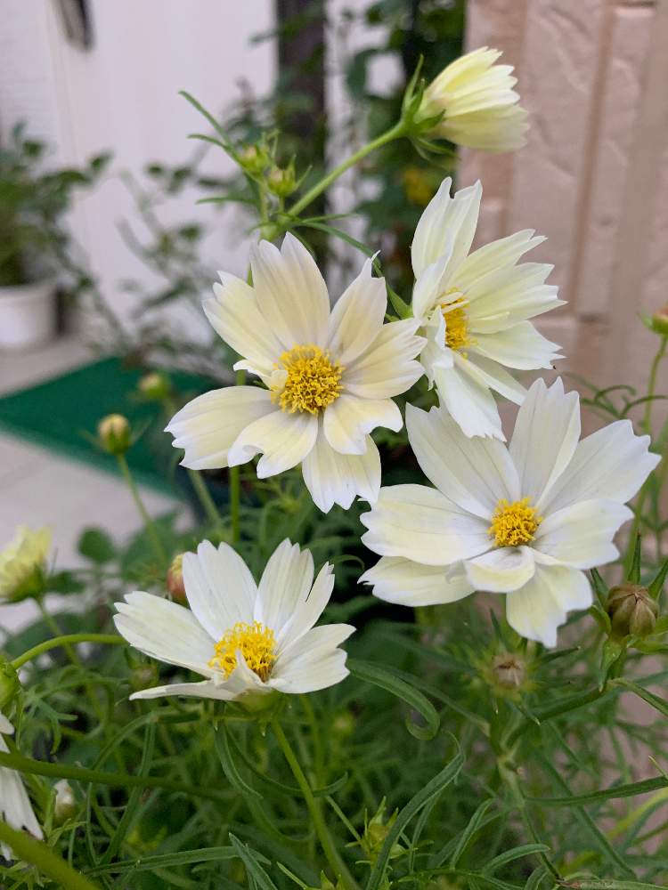 の画像 by リコママさん | 10月のお花とキュンキュン乙女倶楽部とバラと夢CLUBと花のある暮らしと小さなお庭と『ひとりじゃない、繋がろう』
