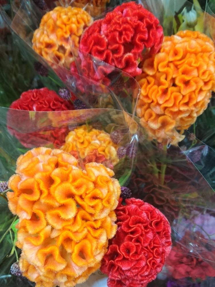 の画像 by トリトンさん | ケイトウと元気だしてとキュンキュン乙女倶楽部とオレンジ色の花とありがとう♡とかわいい♡といやされる♡とGS映えとGS日和と台風お見舞いとキュンキュン乙女倶楽部No.183と台風19号被災者応援しますと赤い花とお花屋さん