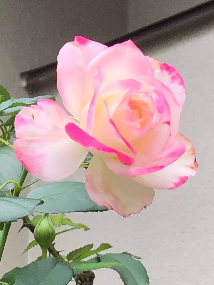 お出かけ先の画像 by ピンクのサンダルさん | お出かけ先と薔薇とゴージャスとキュンキュン乙女倶楽部と幸せ♡と感謝とGS映えと祈りとニコニコ♡と花のある暮らしとお散歩と可愛いピンク色♡